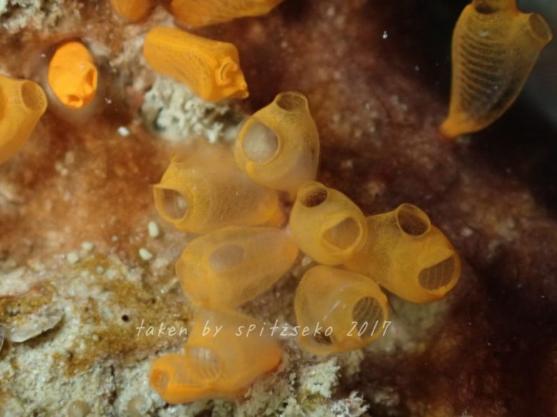 ジャビットマンホヤで色違いのようです