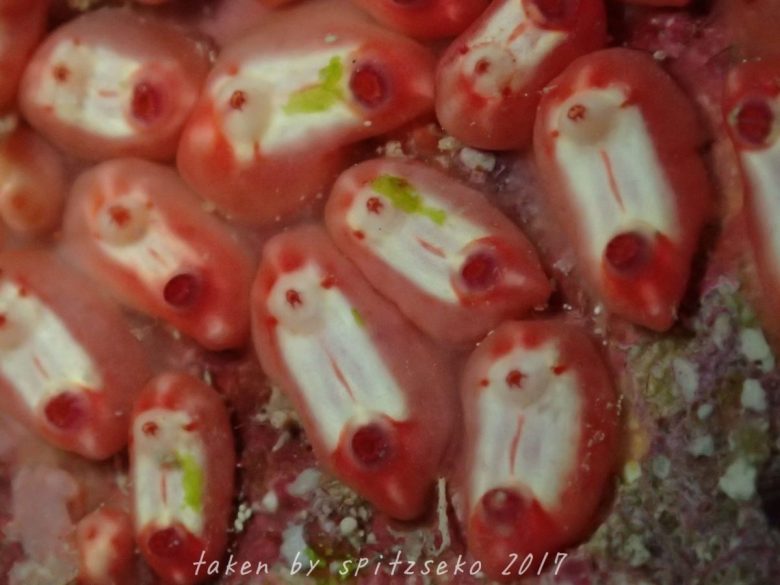 マントヒヒホヤ