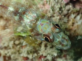 カスリヘビギンポのおでこに仮面ライダーが！