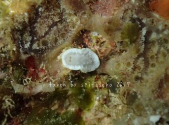 シロシキブイロウミウシ