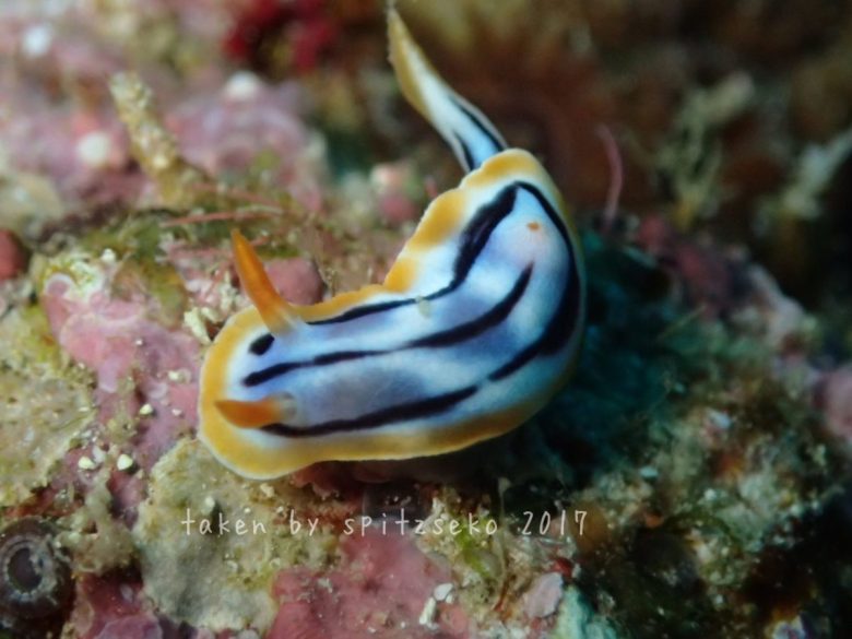 シボリイロウミウシ