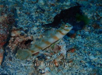 ハチマキダテハゼ