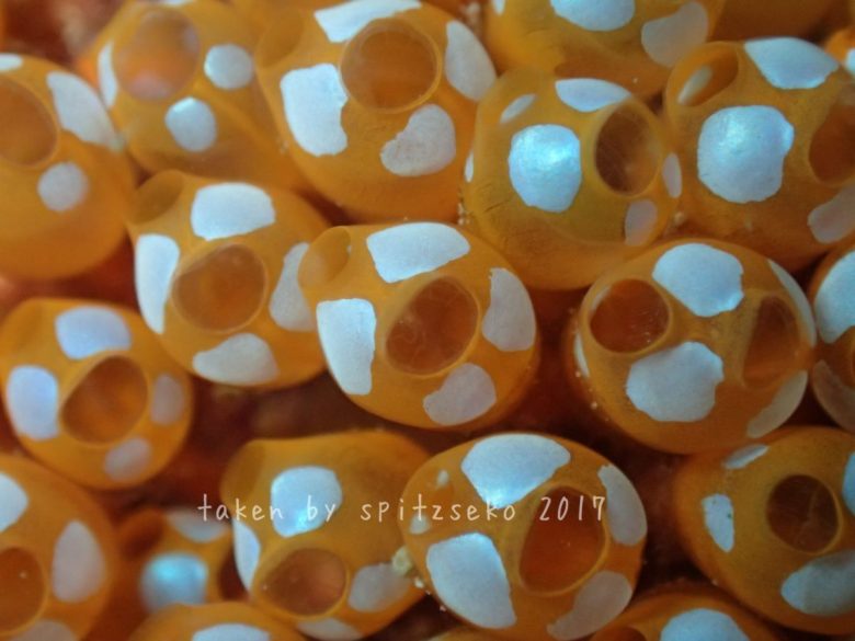 ウルトラマンホヤ