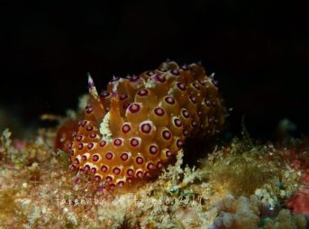 トゲトゲウミウシ