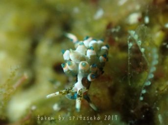 ターコイズミノウミウシ