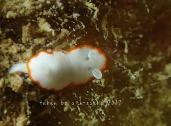 ボンボリイロウミウシ