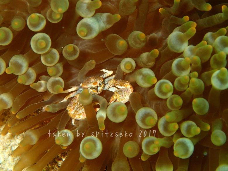 コホシカニダマシ