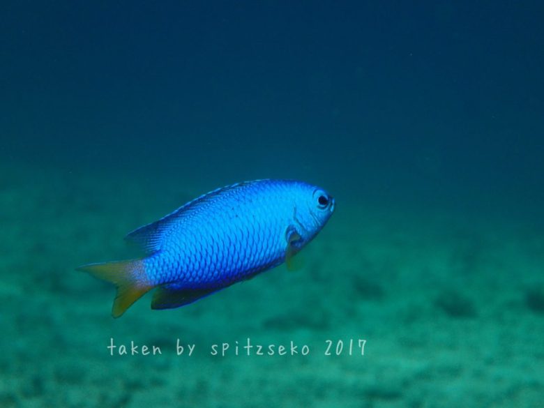 ルリスズメダイ、オス