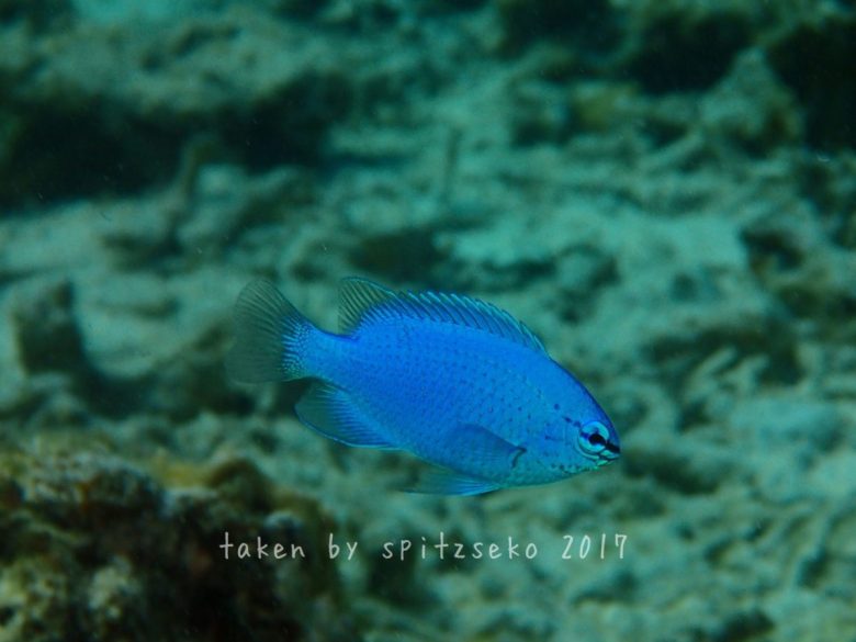 ルリスズメダイ