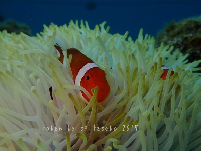 カクレクマノミ