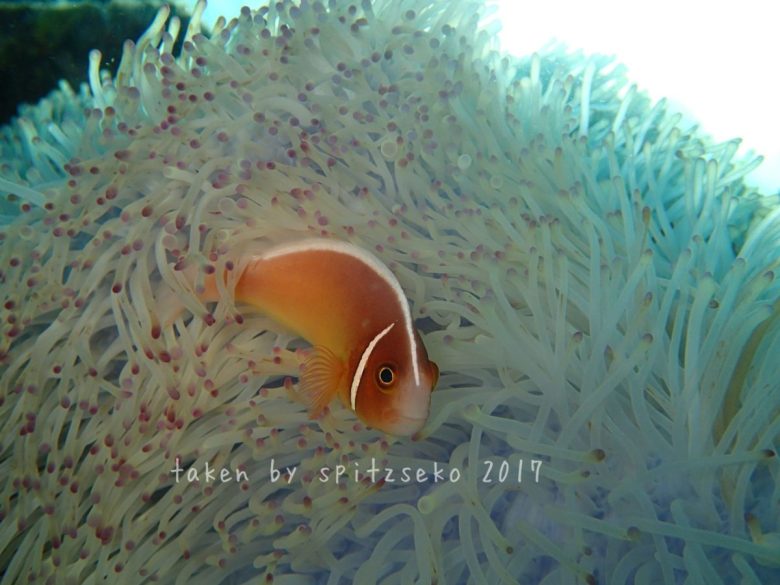 ハナビラクマノミ