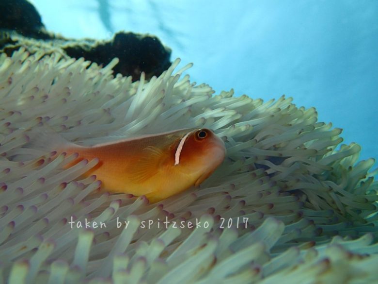 ハナビラクマノミ