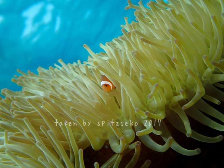 カクレクマノミ