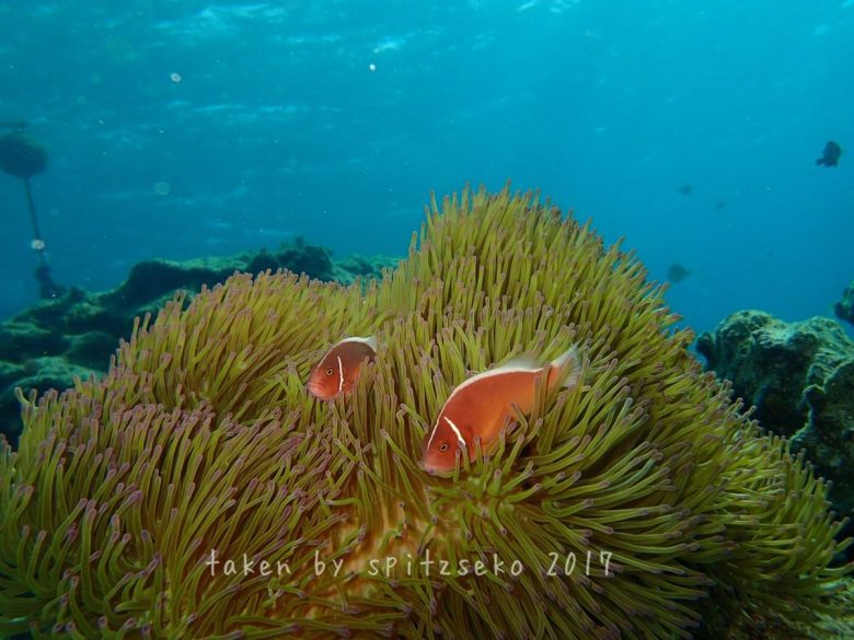 ハナビラクマノミ