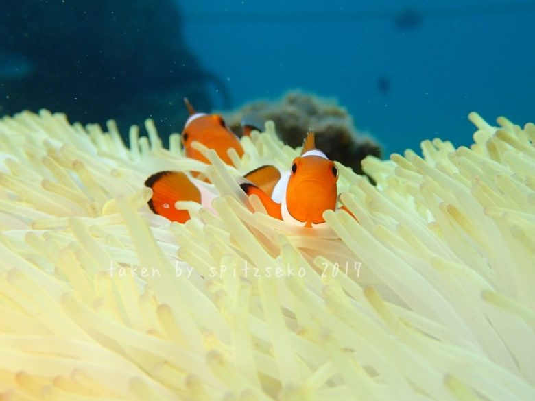 カクレクマノミ