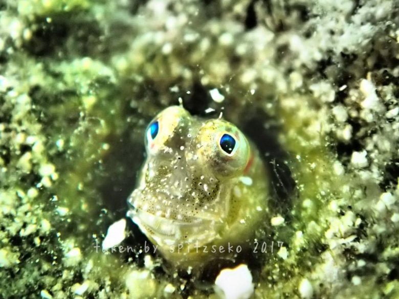 ヤイトギンポ、ドラマチックモード+内臓ストロボ