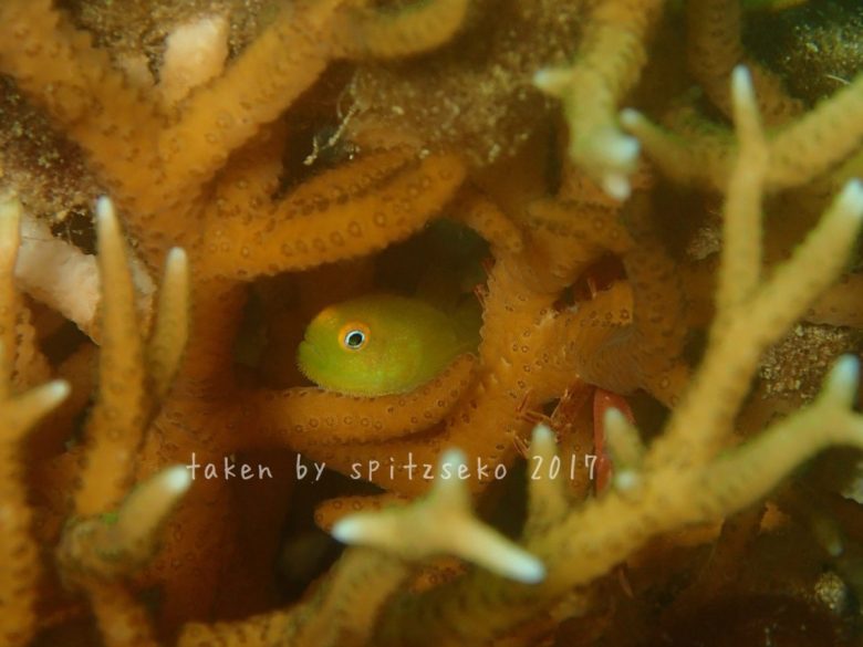 アカネダルマハゼ