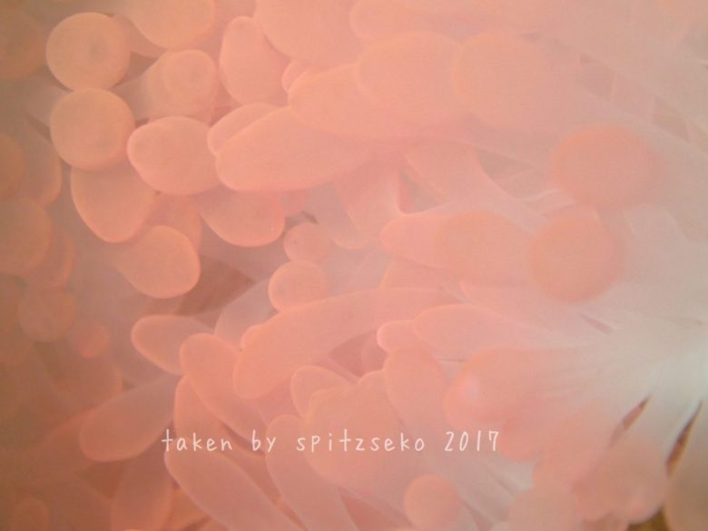 ピンクのイソギンチャク