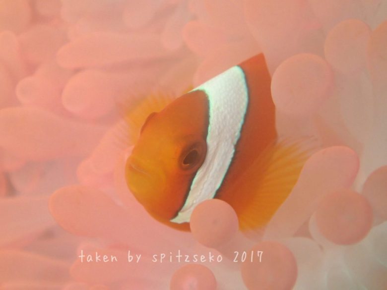 ピンクのイソギンチャクとハマクマノミ