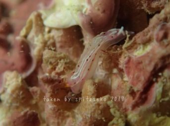 トレニアウミウシ