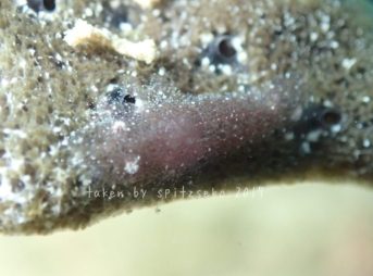 ヂェラストカリス・パロンアェ