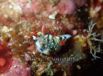 ボーランドウミウシ