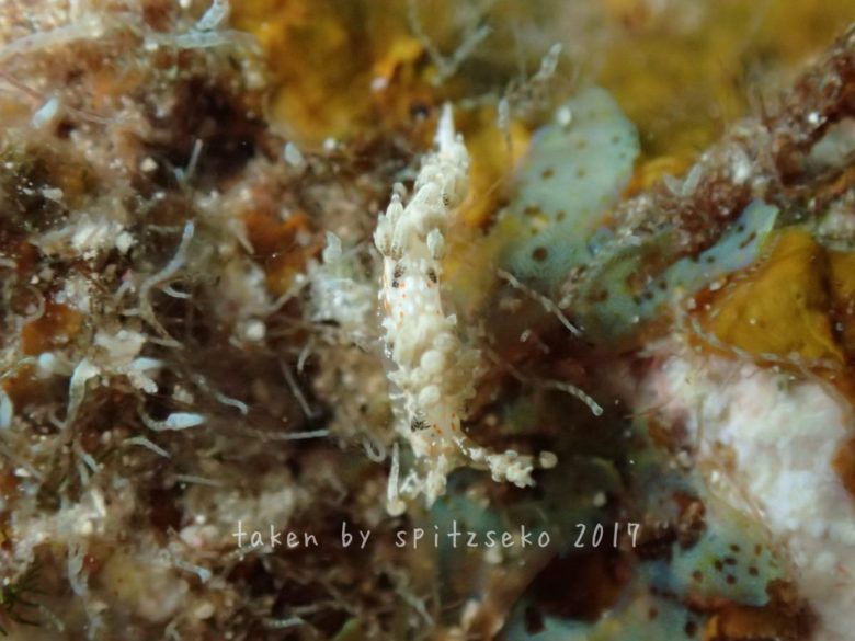 キャロットシードミノウミウシ