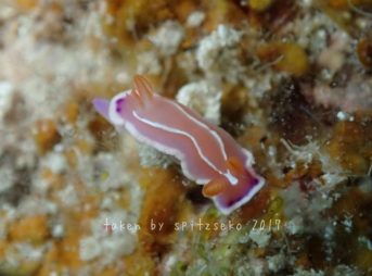 シロタスキウミウシ