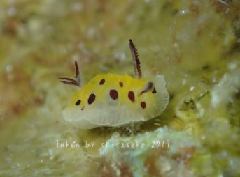 テンテンウミウシ