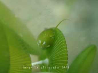 ウミヒメカノコの仲間