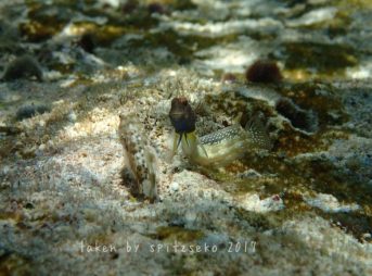 ロウソクギンポ、求婚中