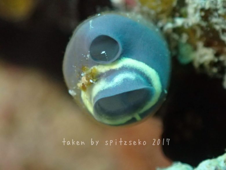 ワモンツツボヤ、笑顔バージョン