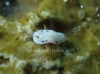アオウミウシ属の一種