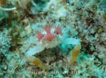 コンペイトウコブシガニ