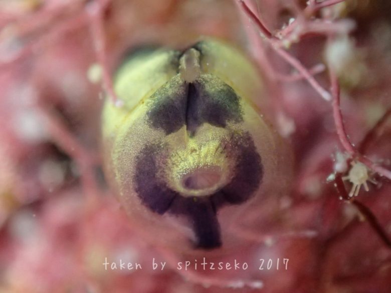 顔に見えるホヤ