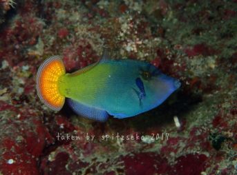 ヌリワケカワハギ