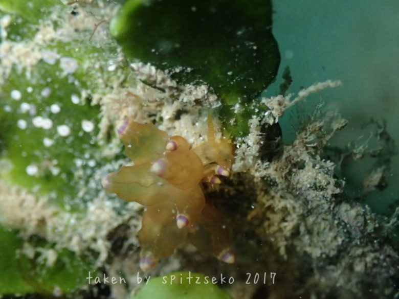 ホリミノウミウシ属の一種