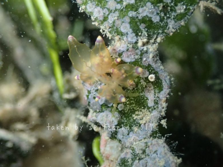 ホリミノウミウシ属の一種