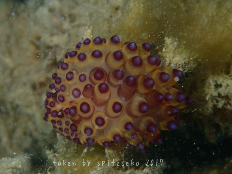 ヤノルス・サヴィンキンイ