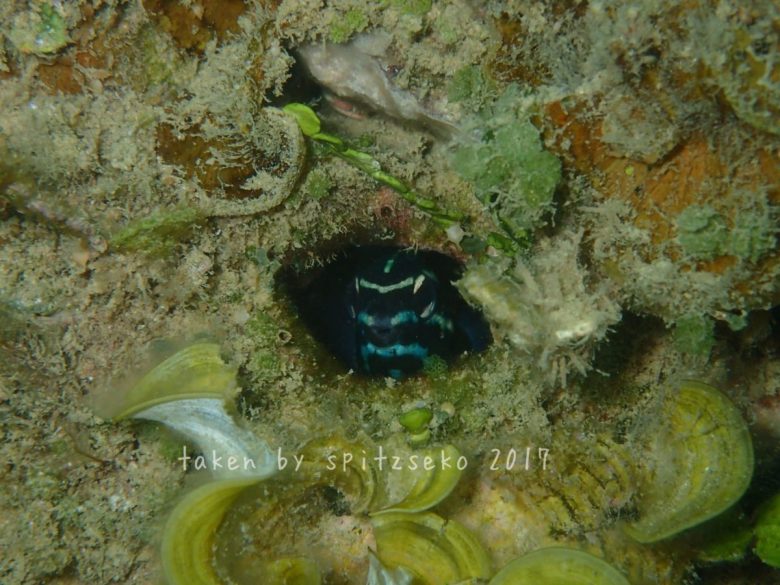 カモハラギンポ