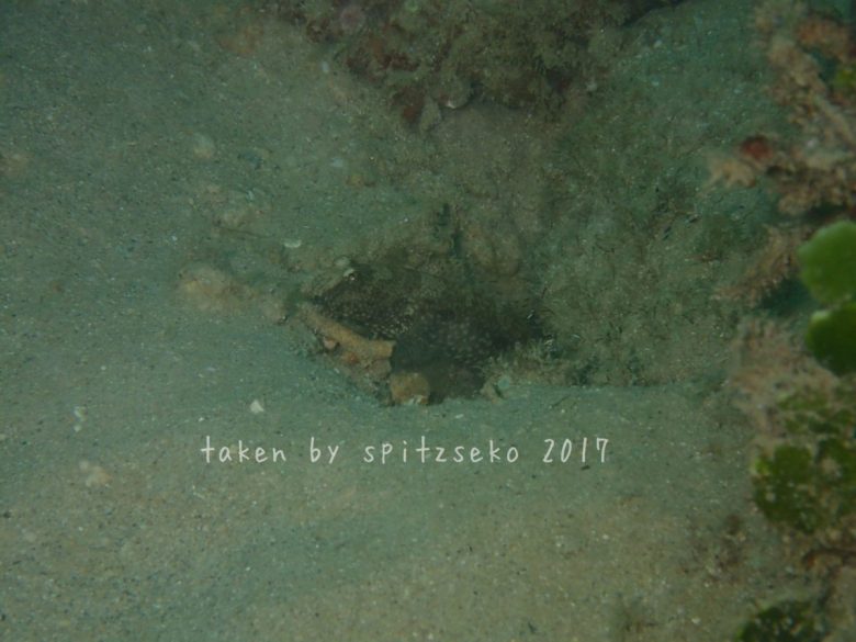 マウデズシュリンプゴビー