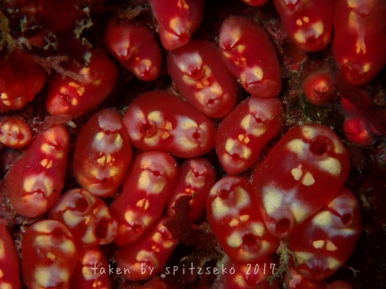 マントヒヒボヤ