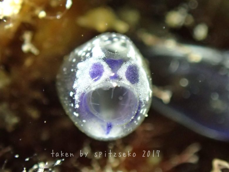 かわいいホヤ、バックライト撮影