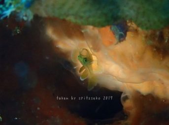 ミサキスジハゼ