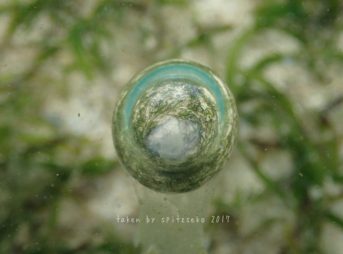 自然の宙玉レンズ写真みたい