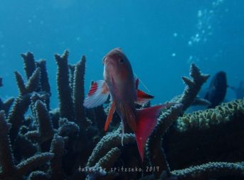 キンギョハナダイ～