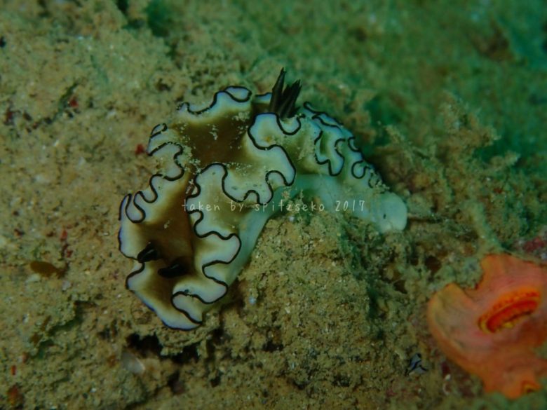 キイロウミウシ