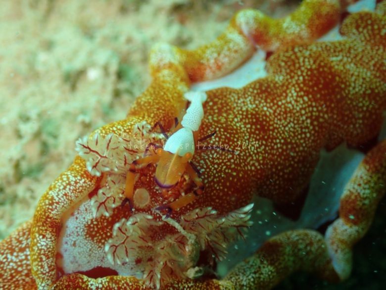 ウミウシカクレエビ