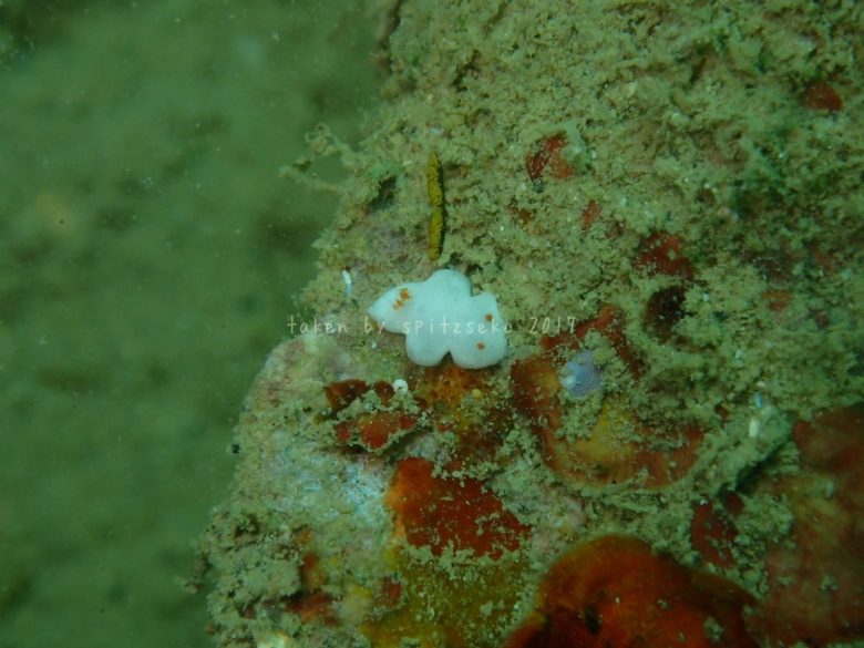 ユキウサギウミウシ