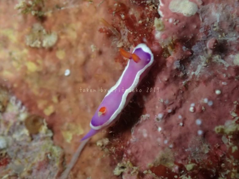 ラベンダーウミウシ